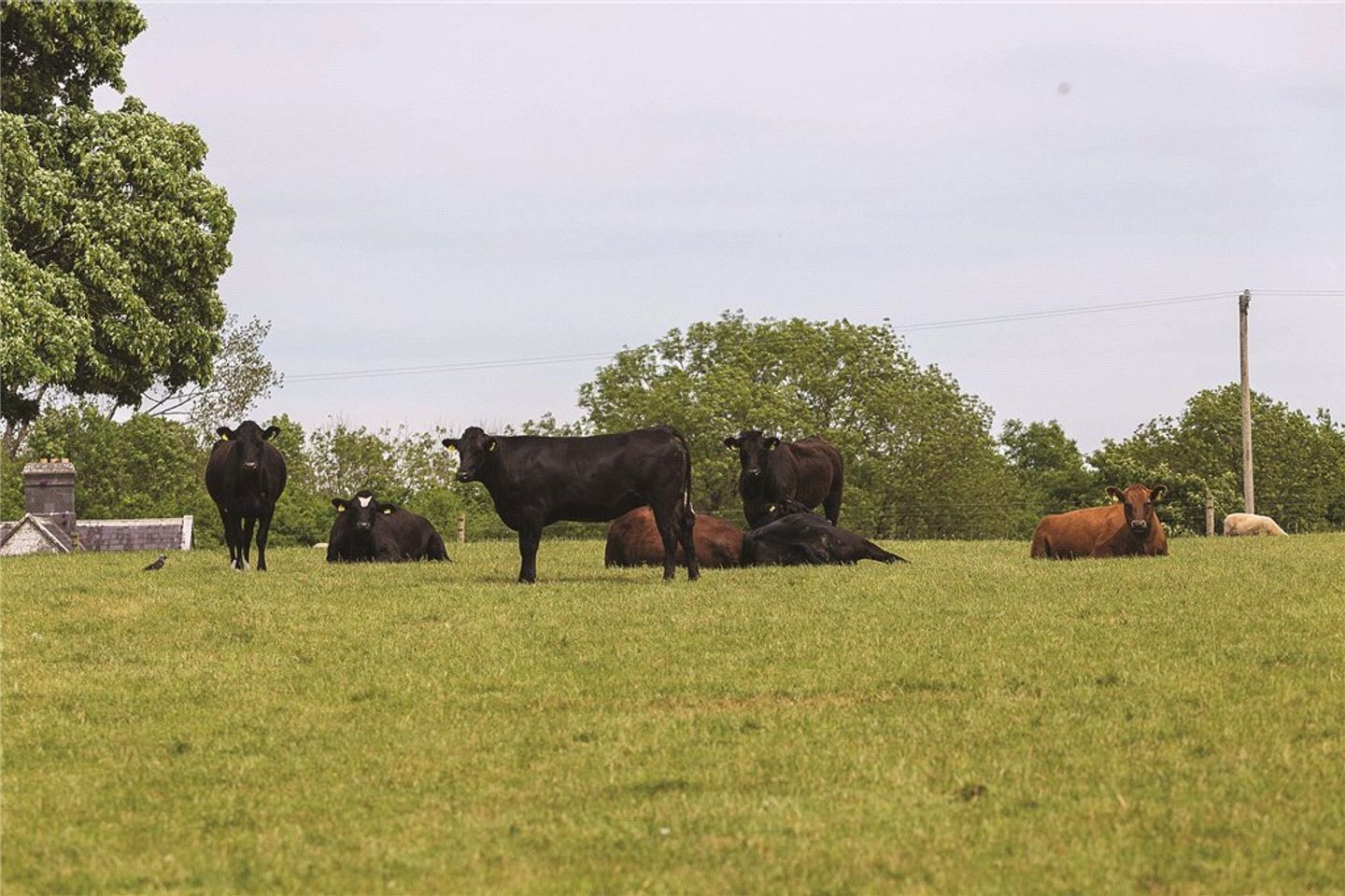 Sopwell Hall and Killaleigh Castle, Cloughjordan, Co. Tipperary, E53YN99 33