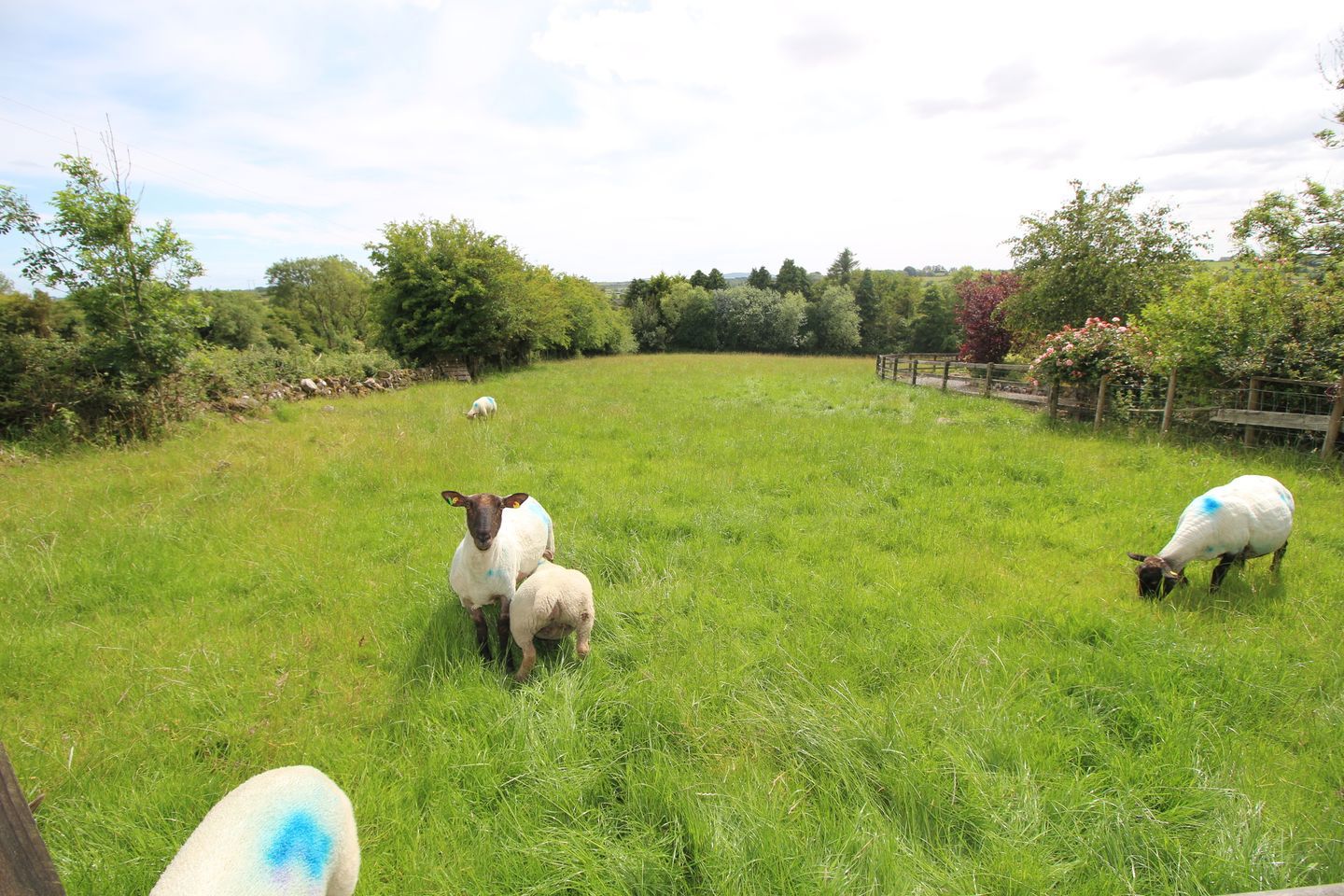 Lehid, Milltown, Co. Galway, H54W654 35