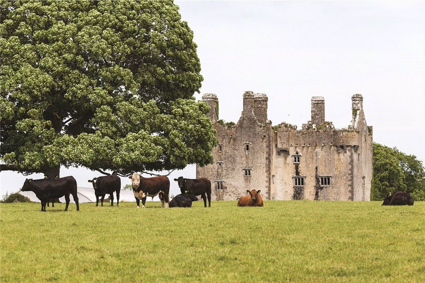 Sopwell Hall and Killaleigh Castle, Cloughjordan, Co. Tipperary, E53YN99 11